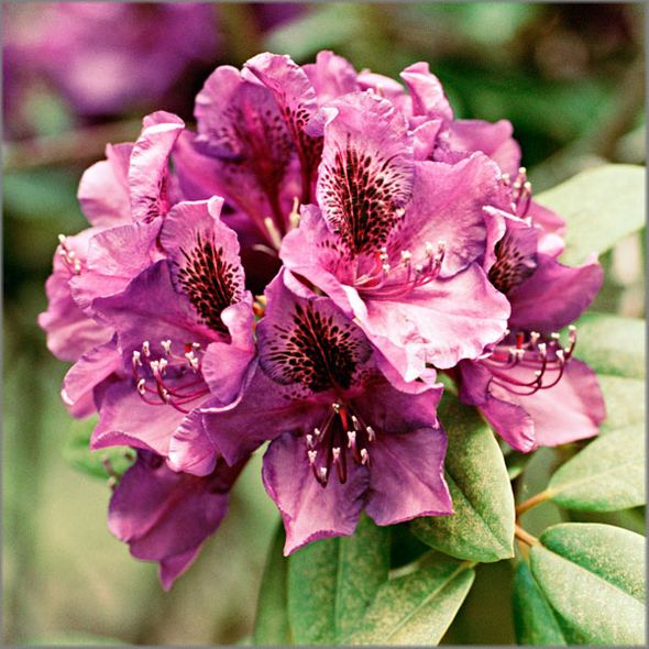 Alan Brown Hand Signed and Numbered Limited Edition Canvas Giclee: "Purple Rhodedendrum"