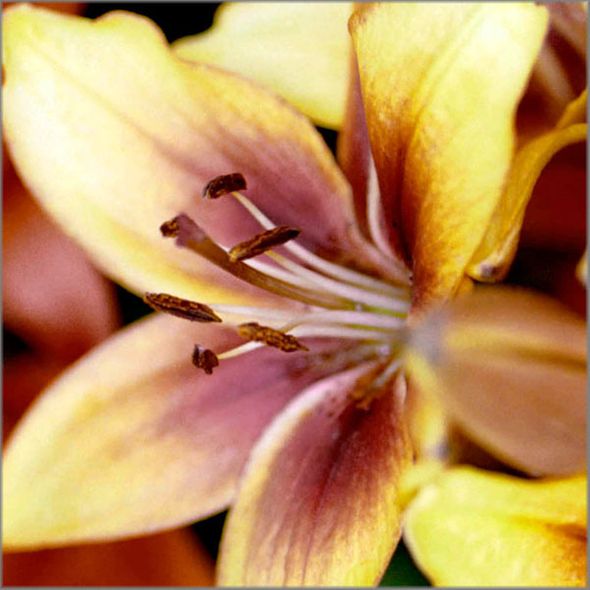 Alan Brown Hand Signed and Numbered Limited Edition Canvas Giclee: "Yellow Day Lily"