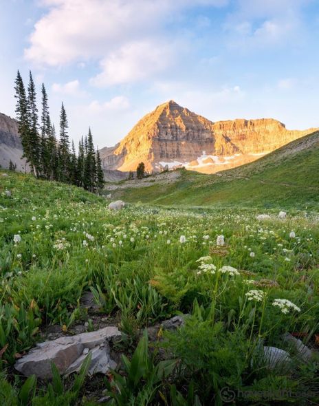 Alan Fullmer Fine Art Canvas Giclee: "Timpanogos Meadow"