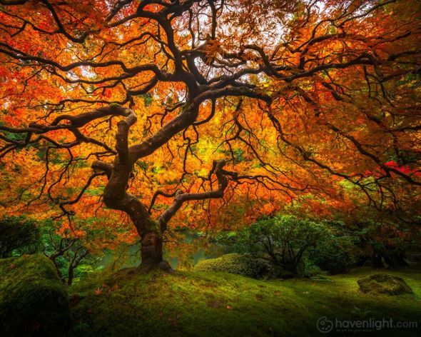 Alan Fullmer Fine Art Canvas Giclee: "Tree of Perspective"