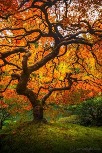 Alan Fullmer Fine Art Canvas Giclee: "Tree of Perspective Vertical"