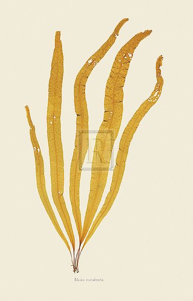 Anonymous Hand Numbered Limited Edition Print on Paper :"Alaria Esculenta"