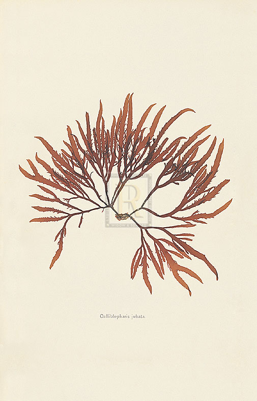 Anonymous Hand Numbered Limited Edition Print on Paper :"Calliblepharis Jubata"