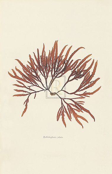 Anonymous Hand Numbered Limited Edition Print on Paper :"Calliblepharis Jubata"