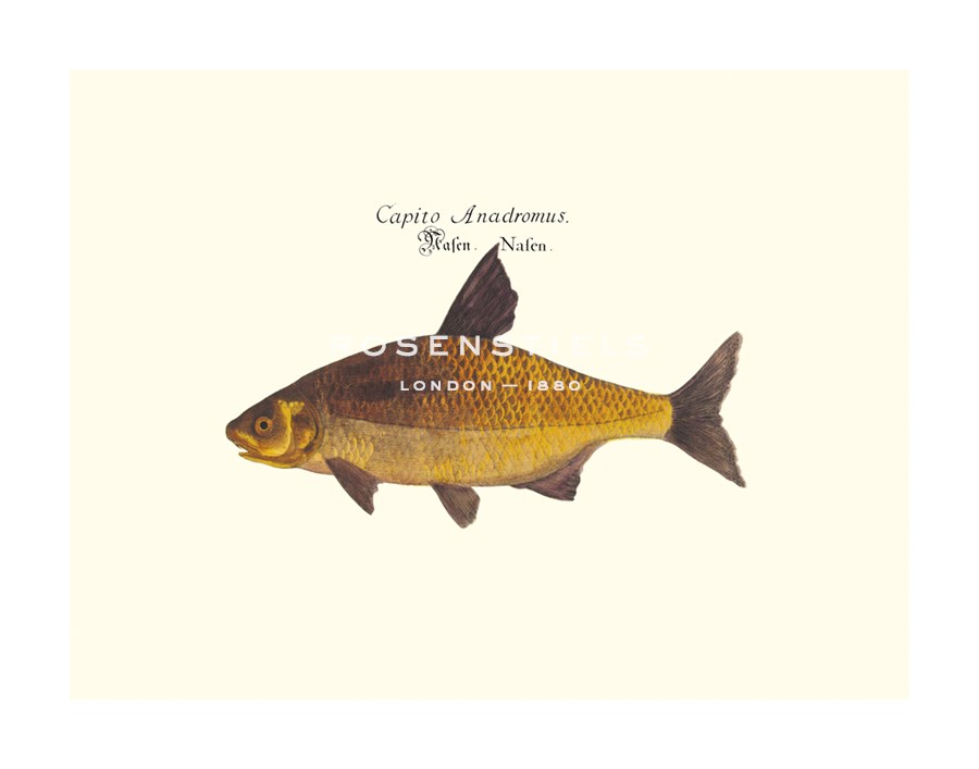 Anonymous Hand Numbered Limited Edition Print on Paper :"Danubis I"