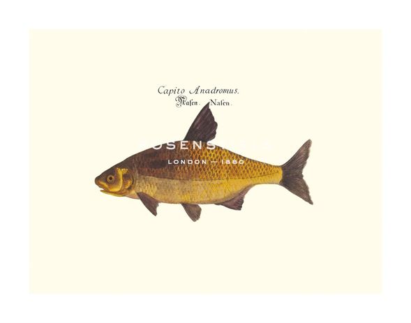 Anonymous Hand Numbered Limited Edition Print on Paper :"Danubis I"