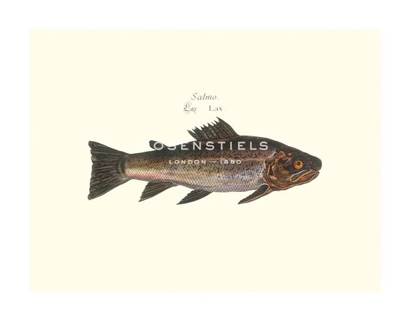 Anonymous Hand Numbered Limited Edition Print on Paper :"Danubis III"