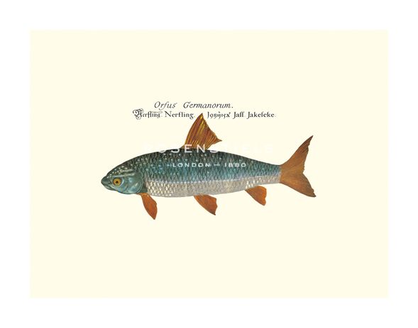 Anonymous Hand Numbered Limited Edition Print on Paper :"Danubis IV"