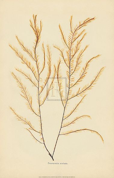 Anonymous Hand Numbered Limited Edition Print on Paper :"Desmarestia Aculeata"