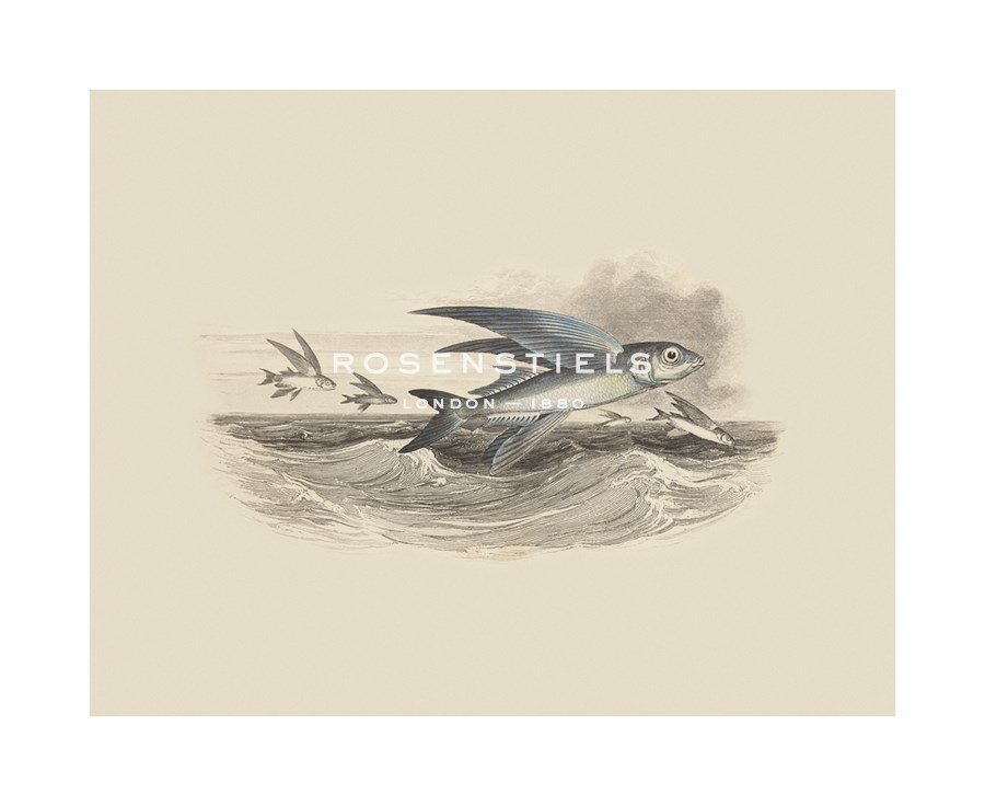 Anonymous Hand Numbered Limited Edition Print on Paper :"Flying Fish I"