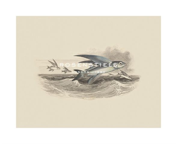 Anonymous Hand Numbered Limited Edition Print on Paper :"Flying Fish I"