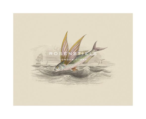 Anonymous Hand Numbered Limited Edition Print on Paper :"Flying Fish II"