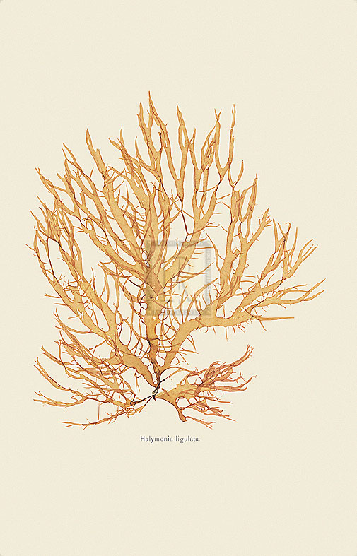Anonymous Hand Numbered Limited Edition Print on Paper :"Halymenia Ligulata"