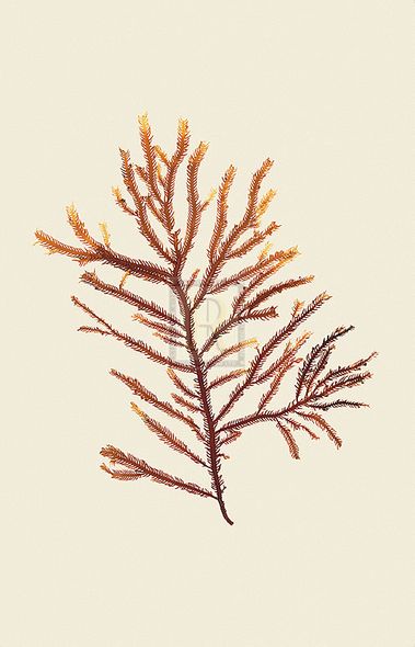 Anonymous Hand Numbered Limited Edition Print on Paper :"Phacelocarfius"