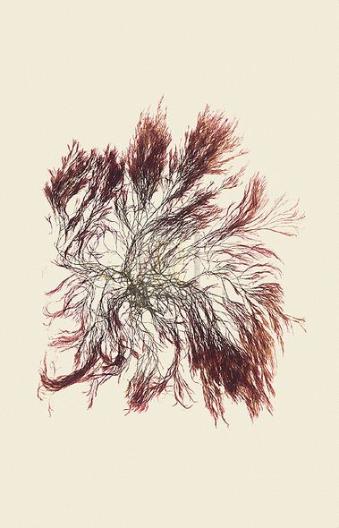 Anonymous Hand Numbered Limited Edition Print on Paper :"Polysipliunin Veriagate"