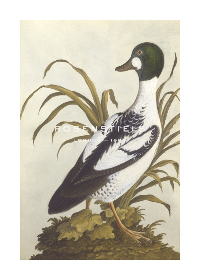 Anonymous Hand Numbered Limited Edition Print on Paper :"Silesian Birds I"
