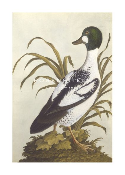 Anonymous Hand Numbered Limited Edition Print on Paper :"Silesian Birds I"