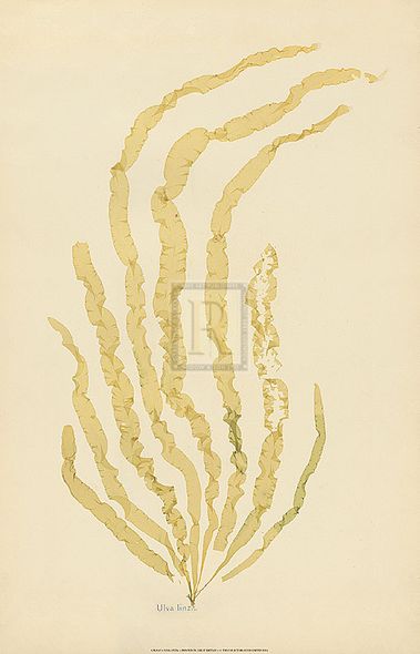 Anonymous Hand Numbered Limited Edition Print on Paper :"Ulva Linza"