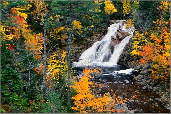 Anthony Cook Hand Signed and Numbered Limited Edition Canvas Giclee: "Force and Magic"