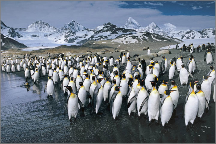 Anthony Cook Hand Signed and Numbered Limited Edition Canvas Giclee: "King Penguins - Antarctic Abstract"