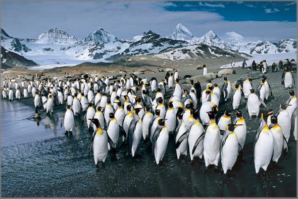 Anthony Cook Hand Signed and Numbered Limited Edition Canvas Giclee: "King Penguins - Antarctic Abstract"
