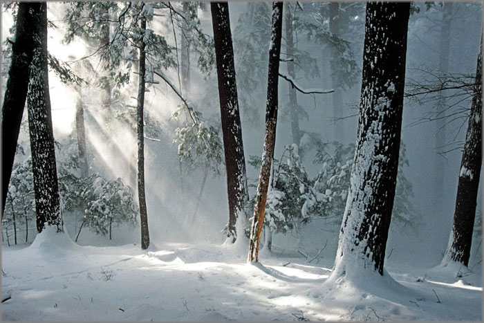 Anthony Cook Hand Signed and Numbered Limited Edition Canvas Giclee: "Winter Awakening"