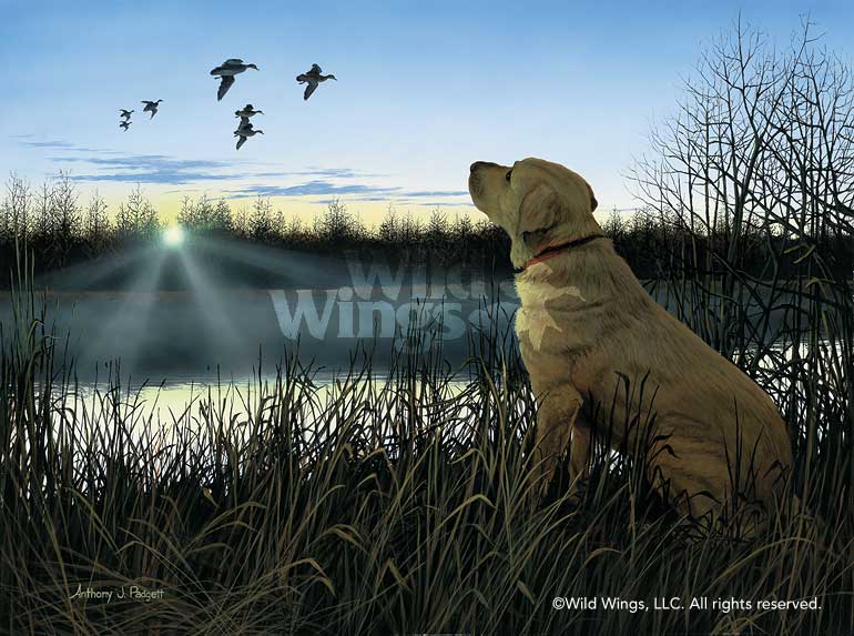 Anthony Padgett Handsigned and Numbered Limited Edition Artist Proof: "Diligence-Yellow Lab "