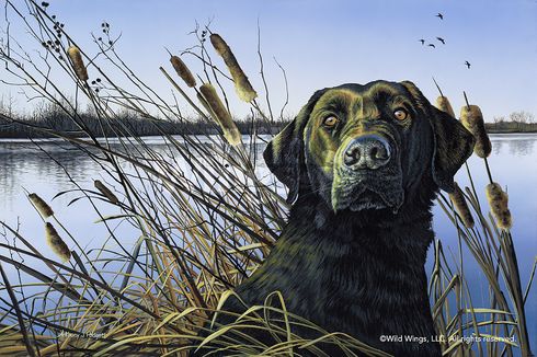 Anthony Padgett Original Acrylic Painting: "Anticipation-Black Lab with Cattails"