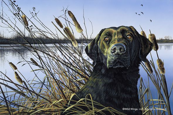 Anthony Padgett Original Acrylic Painting: "Anticipation-Black Lab with Cattails"