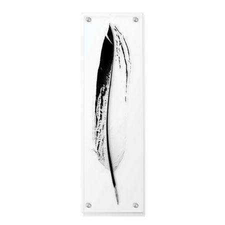 Anthony Tahlier Limited Edition Ready to Hang Giclee on Clear Acrylic: "Feather IV"