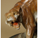 Antoine-Louis Barye Handcrafted Solid Bronze Sculpture:"Tiger Hunt"