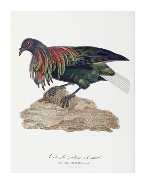 Antoinette Pauline Jacqueline Knip Fine Art Open Edition Giclée:"Columba Nicobarica"