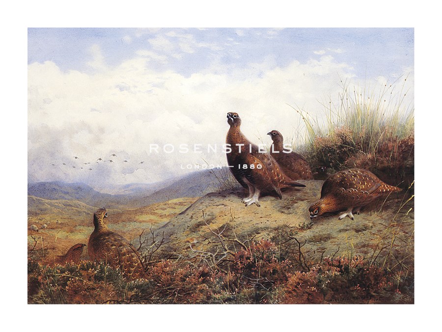 Archibald Thorburn Hand Numbered Limited Edition Print on Paper :"A Group of Red Grouse"