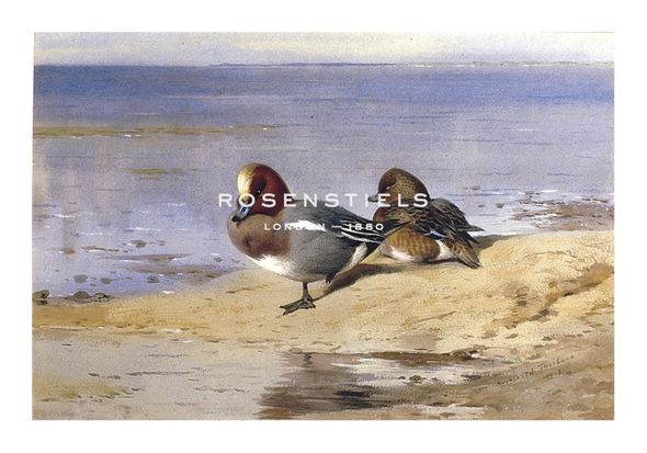 Archibald Thorburn Hand Numbered Limited Edition Print on Paper :"A Pair of Wigeon"