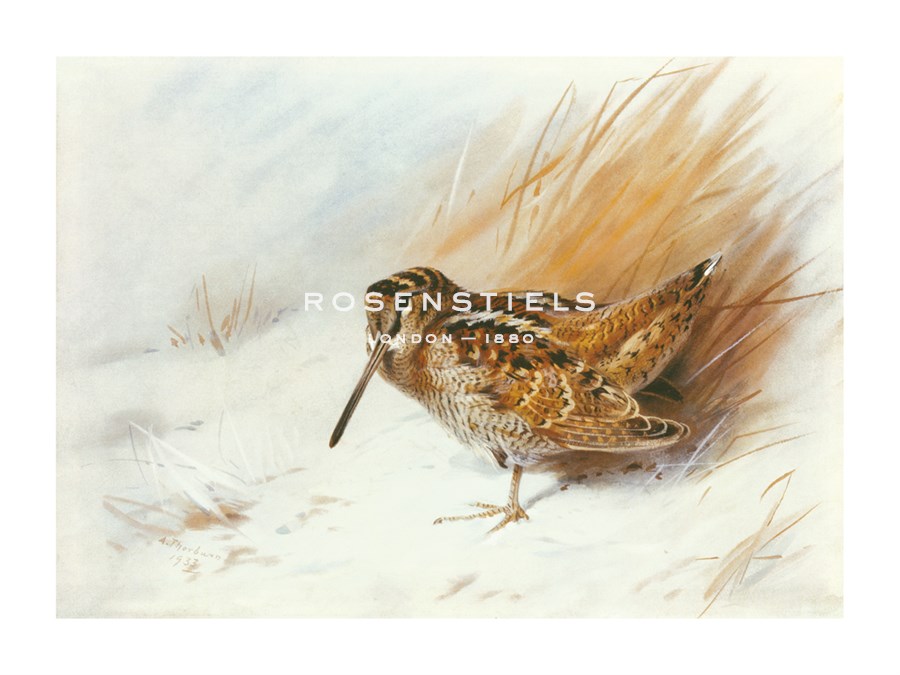 Archibald Thorburn Hand Numbered Limited Edition Print on Paper :"A Woodcock Among Reeds"