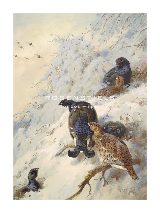 Archibald Thorburn Hand Numbered Limited Edition Print on Paper :"Cock and Hen Black Grouse"