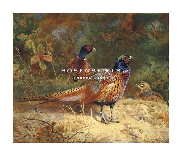 Archibald Thorburn Hand Numbered Limited Edition Print on Paper :"Cock and Hen Pheasants in the Woodlands"