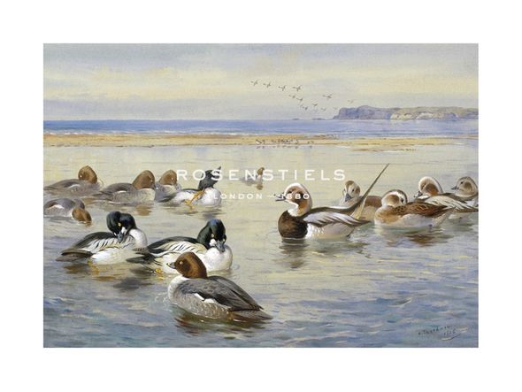 Archibald Thorburn Hand Numbered Limited Edition Print on Paper :"Goldeneye and Longtail"