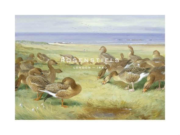 Archibald Thorburn Hand Numbered Limited Edition Print on Paper :"Greylag Geese"