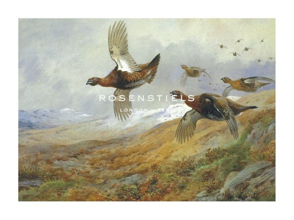 Archibald Thorburn Hand Numbered Limited Edition Print on Paper :"Grouse in Flight"