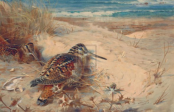 Archibald Thorburn Hand Numbered Limited Edition Print on Paper :"In From the North Sea"