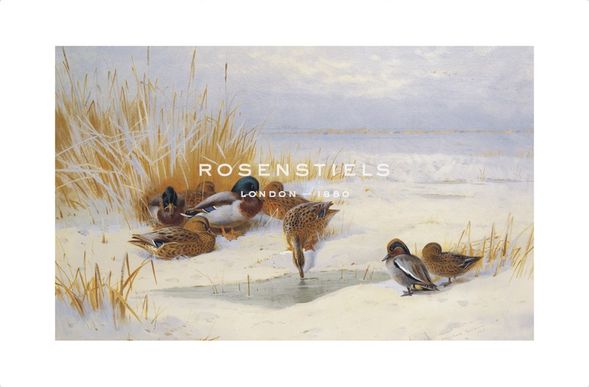 Archibald Thorburn Hand Numbered Limited Edition Print on Paper :"Mallard and Teal"