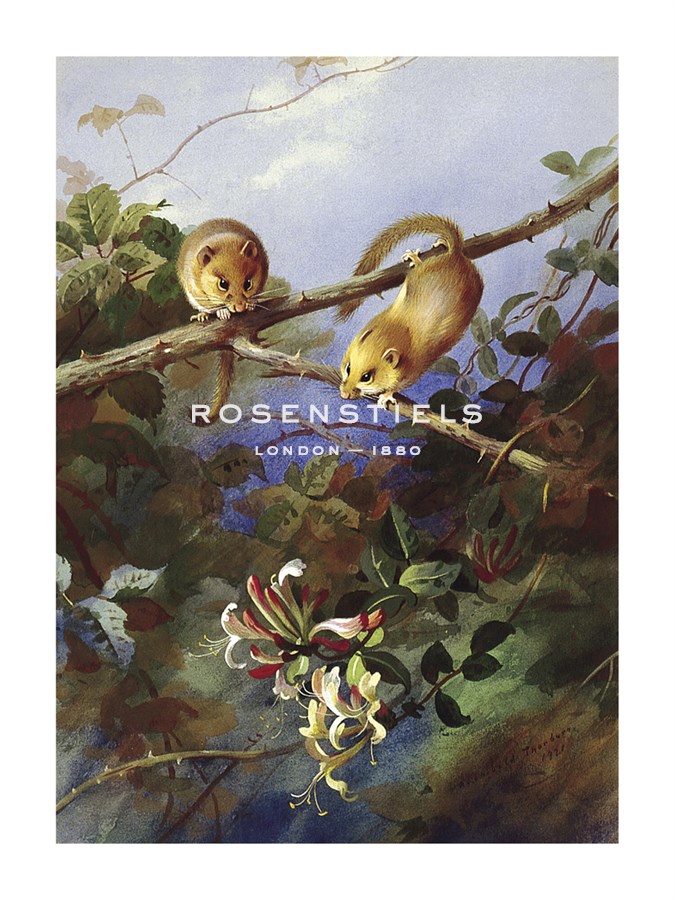 Archibald Thorburn Hand Numbered Limited Edition Print on Paper :"Mice and Honeysuckle"