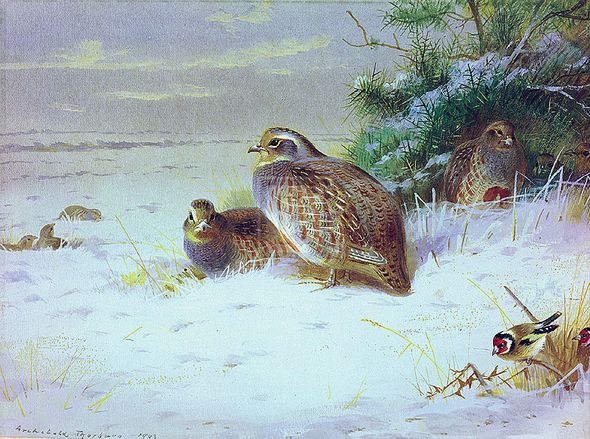 Archibald Thorburn Hand Numbered Limited Edition Print on Paper :"Partridges and Goldfinches in Winter"