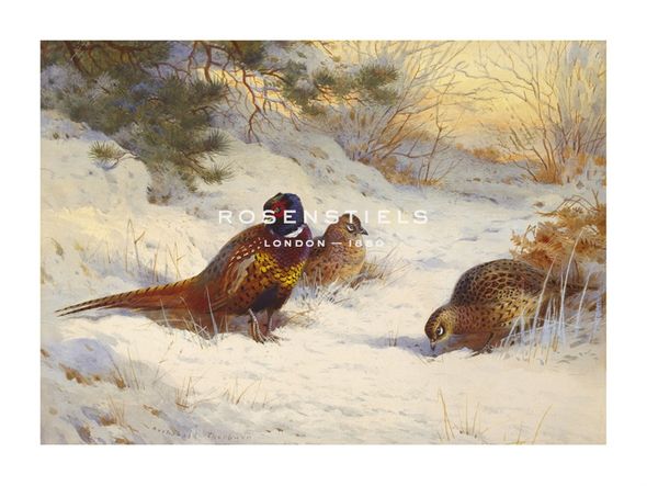 Archibald Thorburn Hand Numbered Limited Edition Print on Paper :"Pheasant and Two Hens"