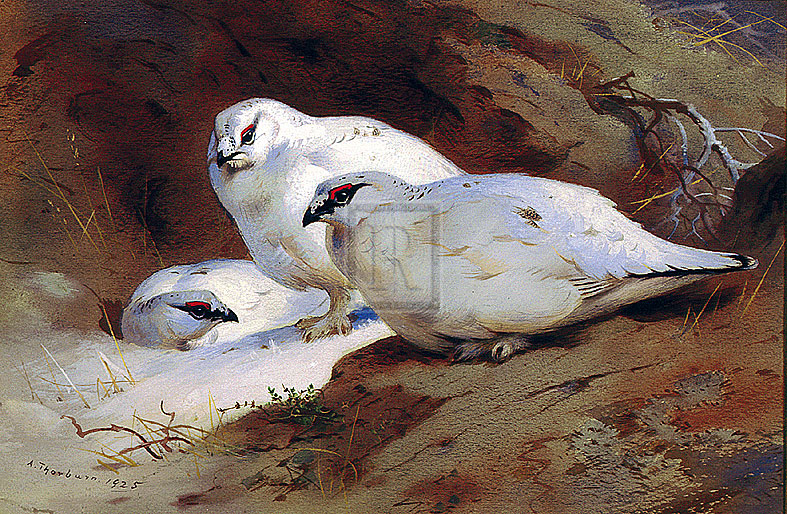 Archibald Thorburn Hand Numbered Limited Edition Print on Paper :"Ptarmigan in Winter Woodland"