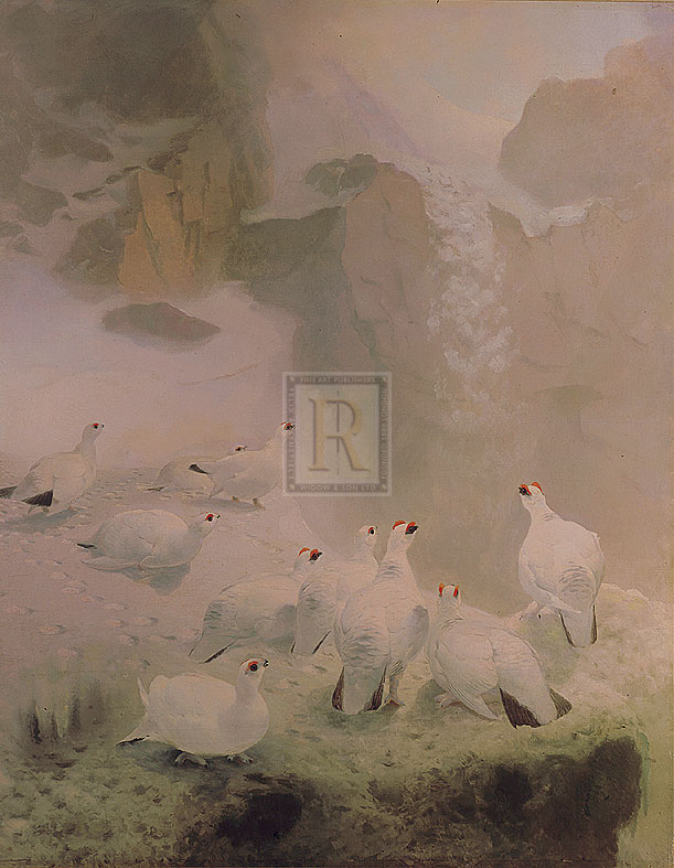 Archibald Thorburn Hand Numbered Limited Edition Print on Paper :"Ptarmigans in a Mountain Landscape"