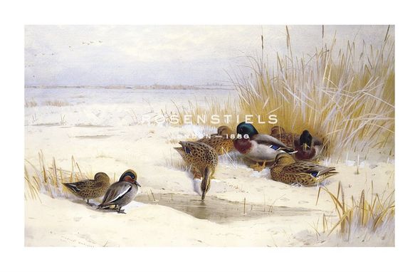 Archibald Thorburn Hand Numbered Limited Edition Print on Paper :"Thirsty Duck"