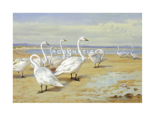 Archibald Thorburn Hand Numbered Limited Edition Print on Paper :"Whooper Swan"