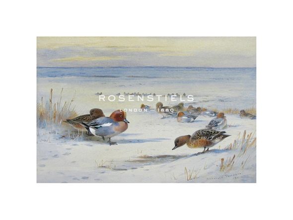 Archibald Thorburn Hand Numbered Limited Edition Print on Paper :"Widgeon in The Snow"